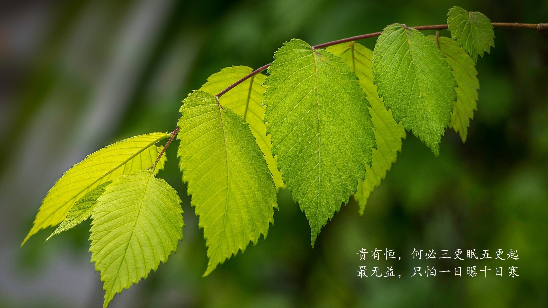法甲焦点战，精彩进球引爆现场，战术变革令人期待，法甲进球集锦
