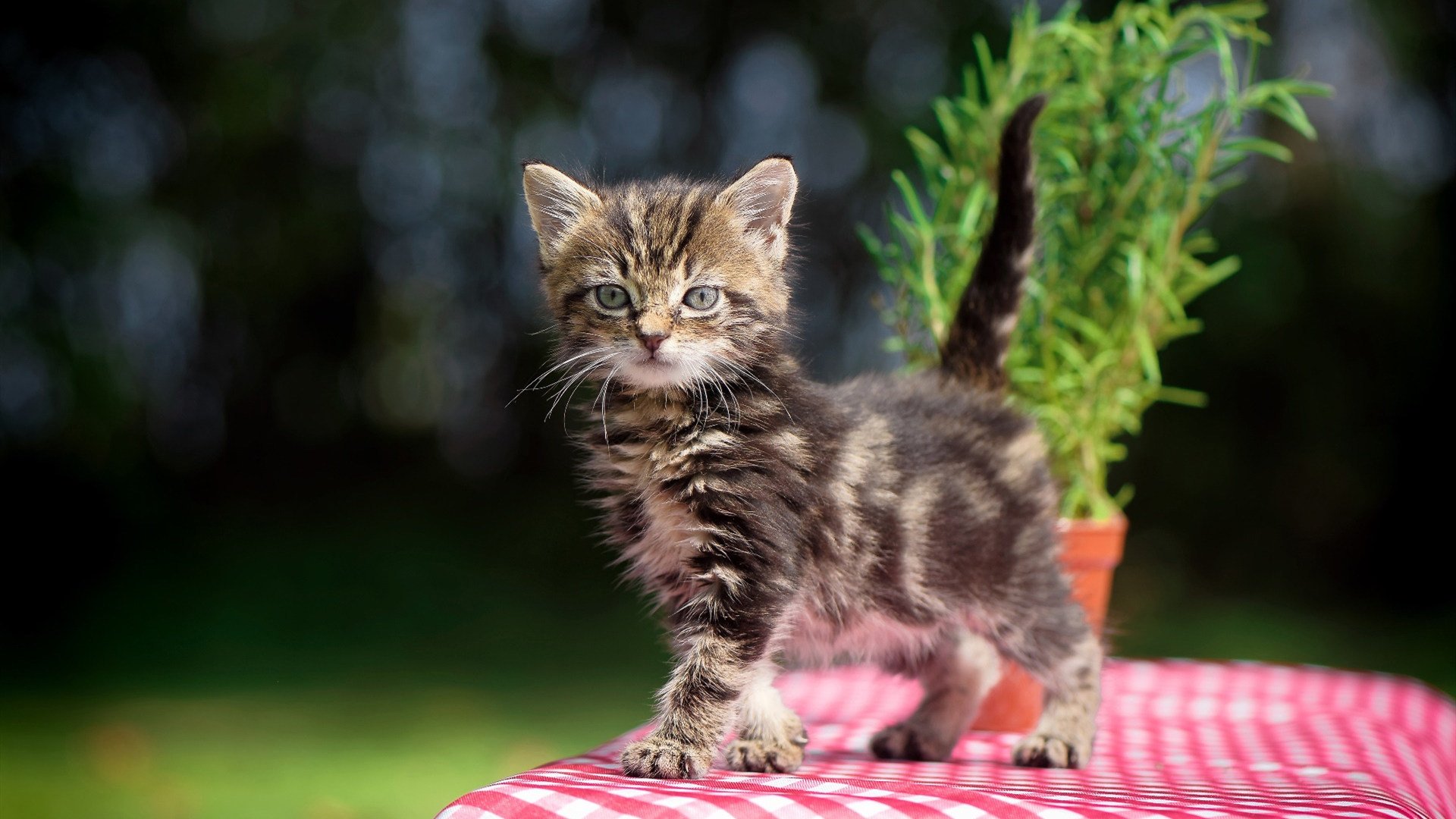 “武汉马拉松赛:世界级选手的极速对决”