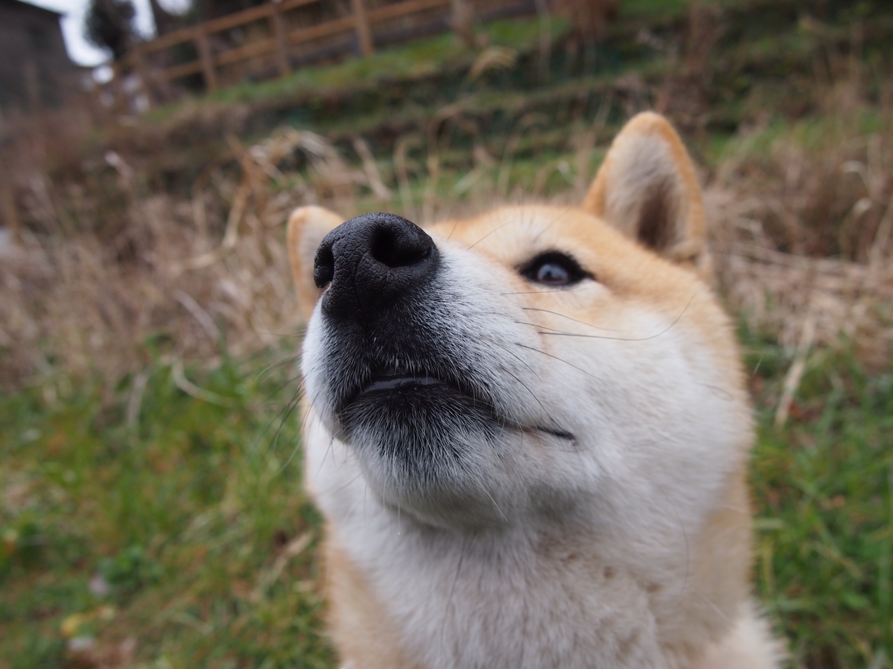 体育新闻中心上线全新多语种传播矩阵，体育新闻概念