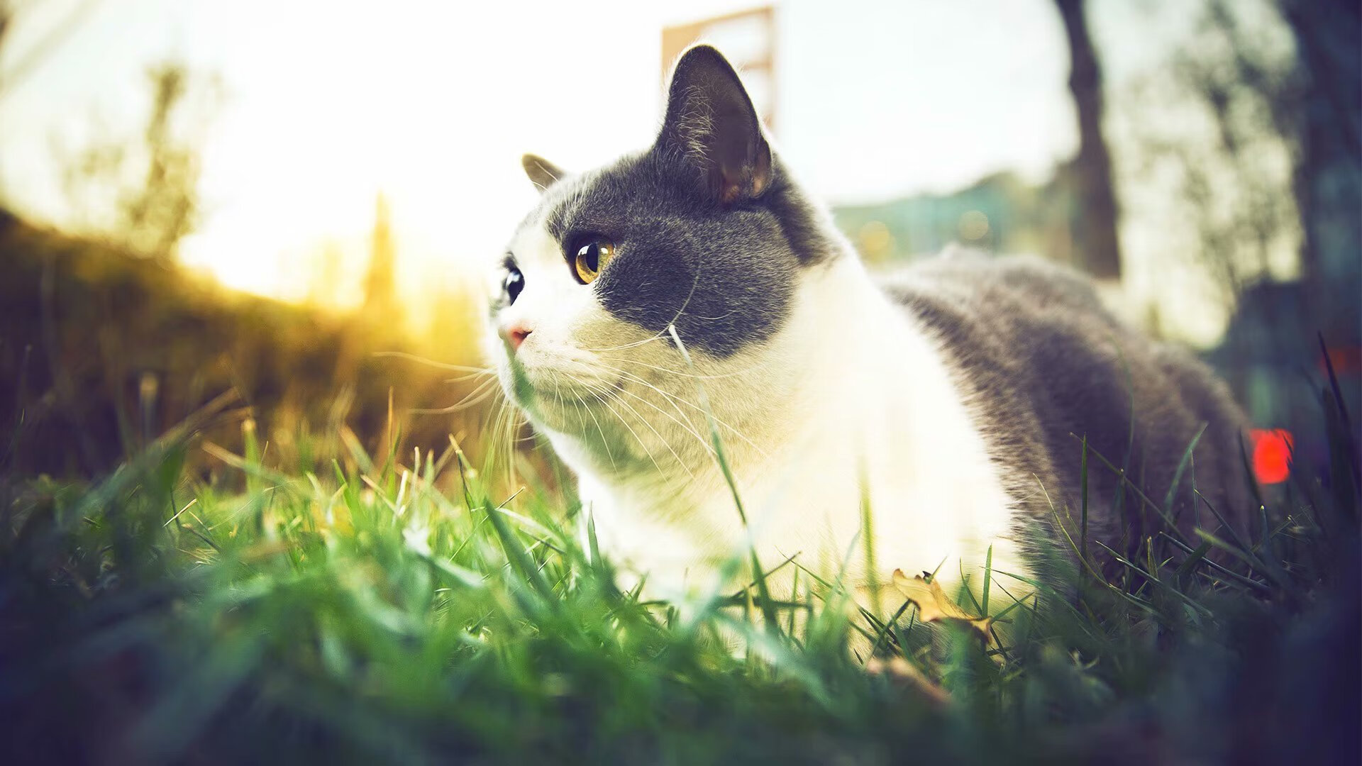 小因扎吉率队挺进亚冠半决赛，小因扎吉教练