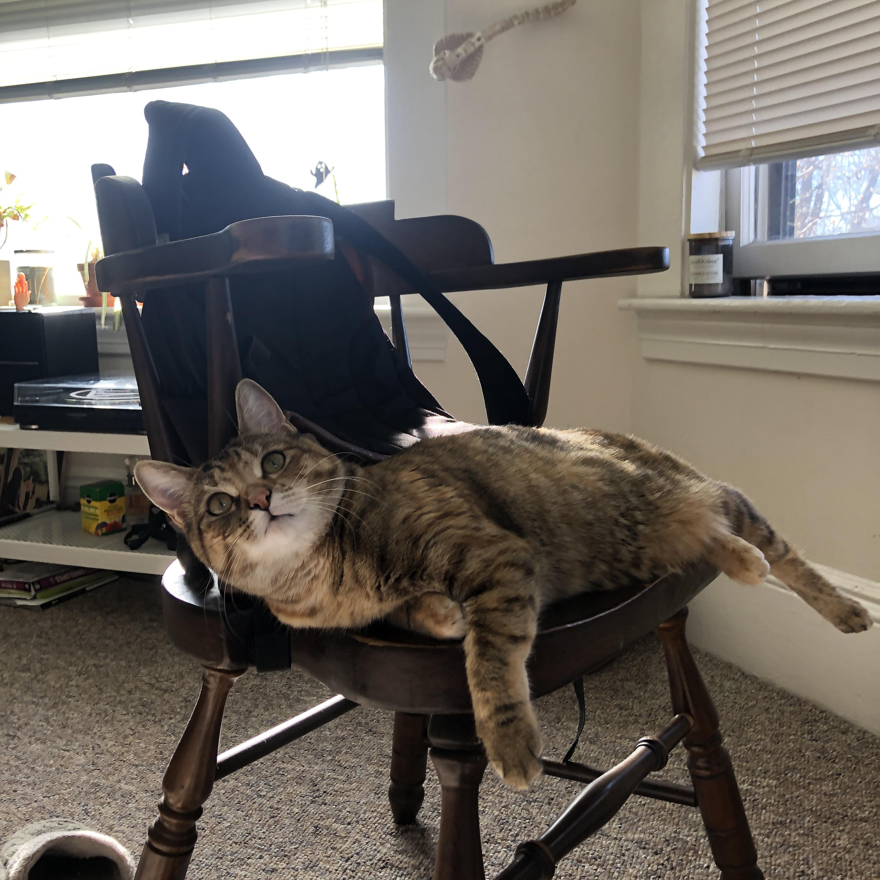 纽卡斯尔快速推进打出连续攻势，纽卡斯尔联什么水平