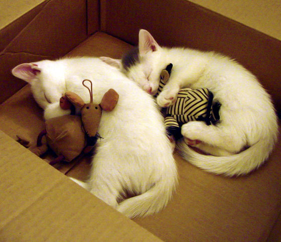 爱游戏娱乐平台-解析埃及赛制：赛事之间的互动如何提高整体竞技水平，埃及乙组比赛