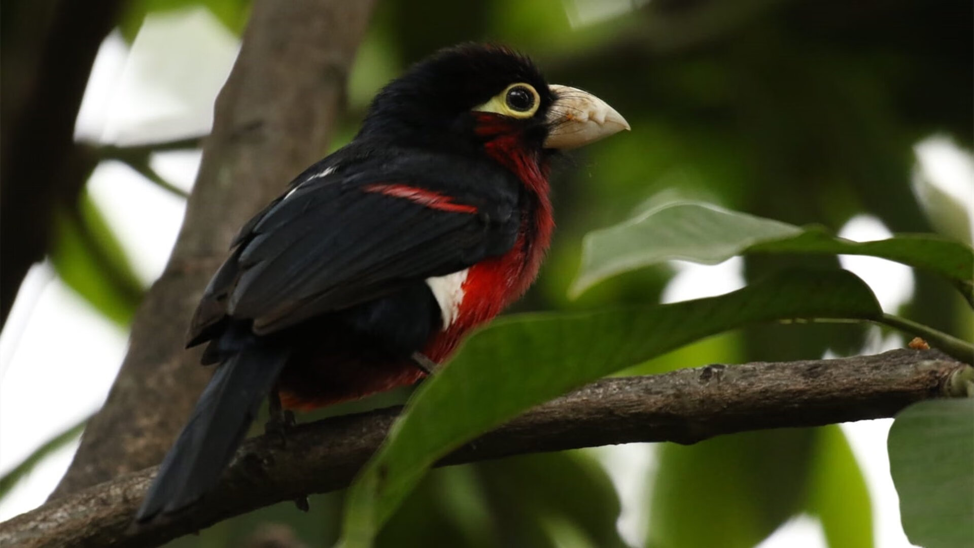 AYX官网-中小学篮球活动纳入城市体育节提升活动层级，中小学篮球现状