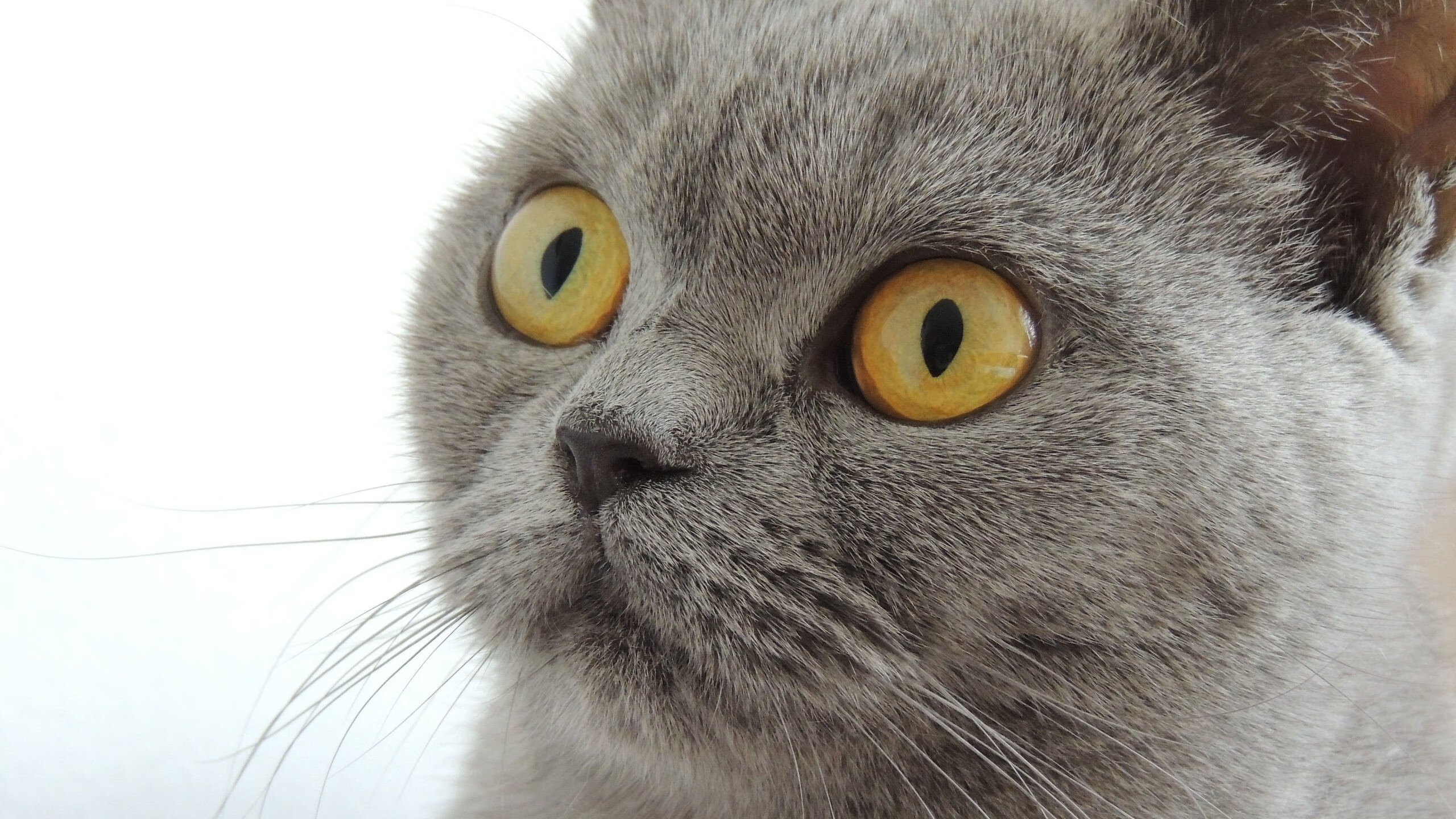 南非羚羊队的强大进攻线：配合精准、突破力强，每次进攻都震撼人心